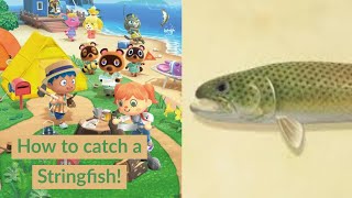 How to catch a Stringfish  Animal Crossing New Horizons [upl. by Cedell971]