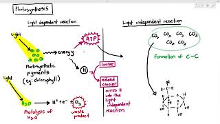 131 Introduction to Photosynthesis Cambridge AS A Level Biology 9700 [upl. by Nnylatsyrk]