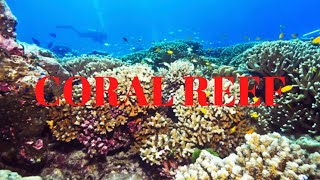 CORAL REEF [upl. by Kiyoshi]