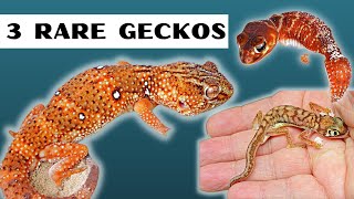 Rare Geckos Highlighting 3 of our rarer geckos and how we keep them 🦎 🦎 🦎 [upl. by Aonian138]