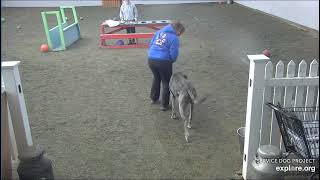 Arena Brekkies MIiture Adult Danes n maybe Poppins TracyO n Lynn 2252024 exploreorg [upl. by Willis]