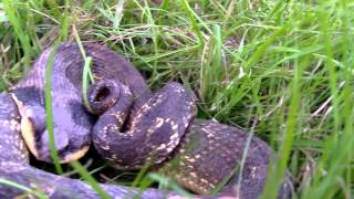 Worlds Largest Cottonmouth Snake  Mossy Oak [upl. by Eizus]