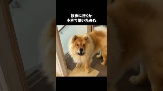 犬に小声で散歩に行くか聞いてみた【チャウチャウ・秋田犬・ラブラドールレトリバー】【多頭飼い】【大型犬】＃Shorts [upl. by Nuahsel]