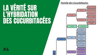 6La vérité sur lhybridation des cucurbitacées [upl. by Westney]