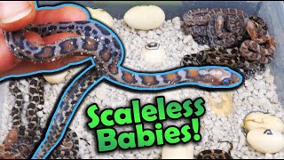 More Baby Scaleless Snakes hatching [upl. by Kalfas]