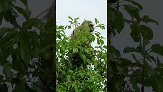 Vervet Monkey checking us out shortsyoutube [upl. by Tem]