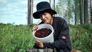 SelfSufficiently in Finland  Harvesting Endless Wild Blueberries in the Finnish Forest [upl. by Teloiv]