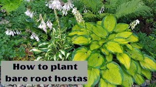 Starting BARE ROOT HOSTAS indoors 🍃 how to plant bare root hostas in pots 🌱 growing hostas 🌿 [upl. by Newra800]