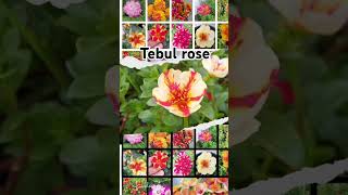 garden flowers roses moss rosestebulroses gardening telugu CTGthai  Liveplants  nacchu [upl. by Eibo]