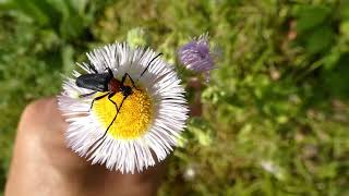 Redchested Lepturine Beetle Eats Pollen of Philadelphia Fleabane Flowers [upl. by Holsworth]