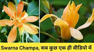 How grow and care amp fertilizer Swarna champa plant [upl. by Anauqes]