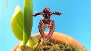 Bulbophyllum lasiochilum Red orchid [upl. by Lidia]