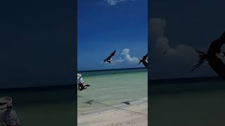 Holbox en el Caribe mexicano [upl. by Rafaellle]