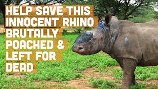 Rhino called Vrystaat brutally poached and rescued by Saving The Survivors Please Donate [upl. by Rbma]