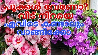 കമ്പ് നിറയെ പൂക്കൾ വരാൻ ഈ ചെടി മാത്രം മതി Achimenes plant tips [upl. by Ojimmas]