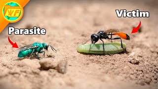 Cuckoo Wasp ATTACKS Sand Wasp [upl. by Yuria]