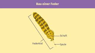 Federn und Vogelflug einfach erklärt  sofatutor [upl. by Ocirled]