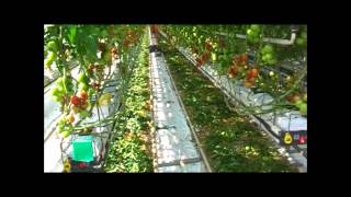 Tomaten plukken en sorteren bij Hoogerbruggemp4 [upl. by Jenilee206]