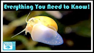 Mystery Snail Care and Breeding Your Friendly Neighborhood Algae Eater [upl. by Onitram591]