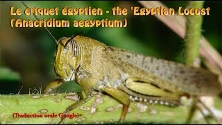 Le criquet égyptien  the Egyptian Locust Anacridium aegyptium [upl. by Innavoig]