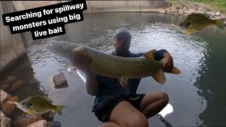 Searching for spillway monsters using big live bait [upl. by Yerdua]