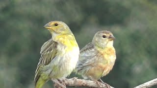 FÊMEA DE CANÁRIO DA TERRA CHAMANDO E MACHO CANTANDO [upl. by Mcnamee972]