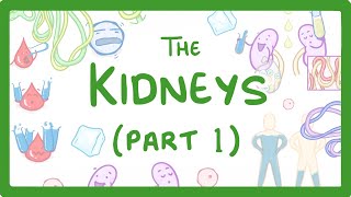 Biology  How the Kidneys Work  Kidneys Part 13 27 [upl. by Guenna]