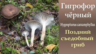 Гигрофор чёрный  Hygrophorus camarophyllus Позднеосенний гриб [upl. by Matelda]