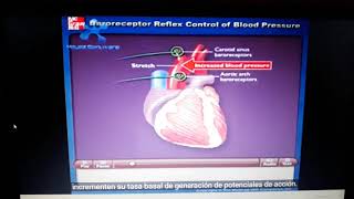 Barorreceptores animación por McGraw Hill español [upl. by Piane863]