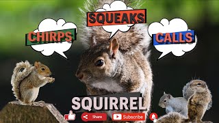 Squirrel 🐿 sound  squirrel noises sound  loud squirrel 🐿 chirping sound  grey squirrel call [upl. by Uohk]