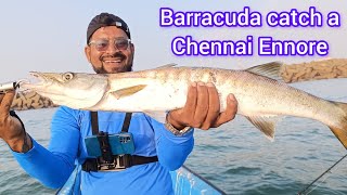 Barracuda Fishing In Chennai Ennore barracudafish barramundifishing barramundifish fishing fish [upl. by Adriane]