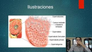 1 Embriología Importancia y Gametogénesis [upl. by Abocaj792]