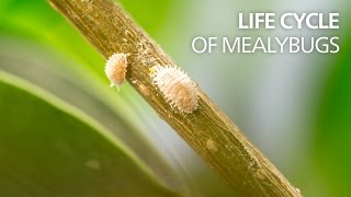 Life cycle of mealybugs [upl. by Daahsar775]