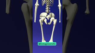 Our Skeletal System 3D Animation [upl. by Sorodoeht478]