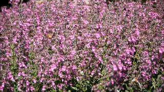 Bees on Teucrium [upl. by Aihsyt]