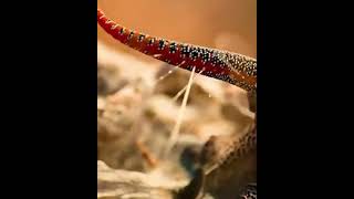 The GoldenTailed Gecko tail [upl. by Pelmas]