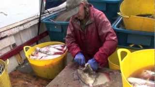 FY239 Lucy Marianna extracting haddock amp other fish from 90 mm mesh gill nets PiscesRFR [upl. by Naujad]