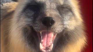 Milo the fox makes the happiest sounds [upl. by Pitzer]