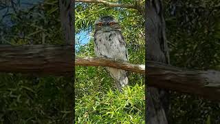 Owl extreme close up [upl. by Inerney905]