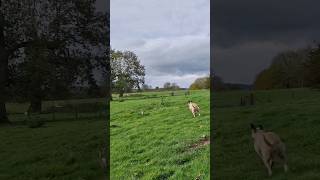 ferreting hunting rabbiting lurcher fieldsports workingdog huntingdog [upl. by Linnet]