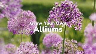 How To Grow Alliums [upl. by Faith]