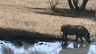 John Lamborn Ibamba Safaris Warthog Hunt with bow [upl. by Etakyram485]