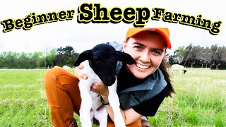 SHEEP FARMING FOR BEGINNERS  What I Wish We Knew Before Starting a Sheep Farm [upl. by Ebert]