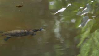 Redearerd Slider Turtle at Beaver Lake Asheville NC [upl. by Jada]