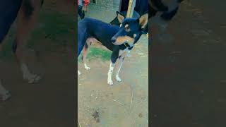 🐕 hi Google idhar Puri sabji kahan hai🐕🐕❤️ [upl. by September]