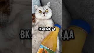 Смешные коты  Майя кошки кот смешныекоты [upl. by Eidlog]