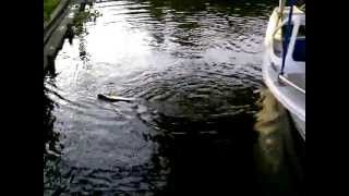 Baby tarpon on Bucktail Jig  Pescando sabalos con pollitos en Colombia [upl. by Ramey]