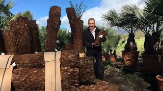 Dicksonia Antarctica Tree Ferns and Wollemi Pine [upl. by Naerb]