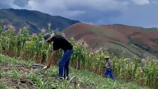 Cómo se SIEMBRA la BRACHIARIA Brizantha Marandú  Maycol Guevaraa [upl. by Erena]