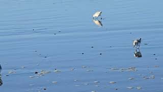 more sandpipers 1162024 [upl. by Asenaj409]